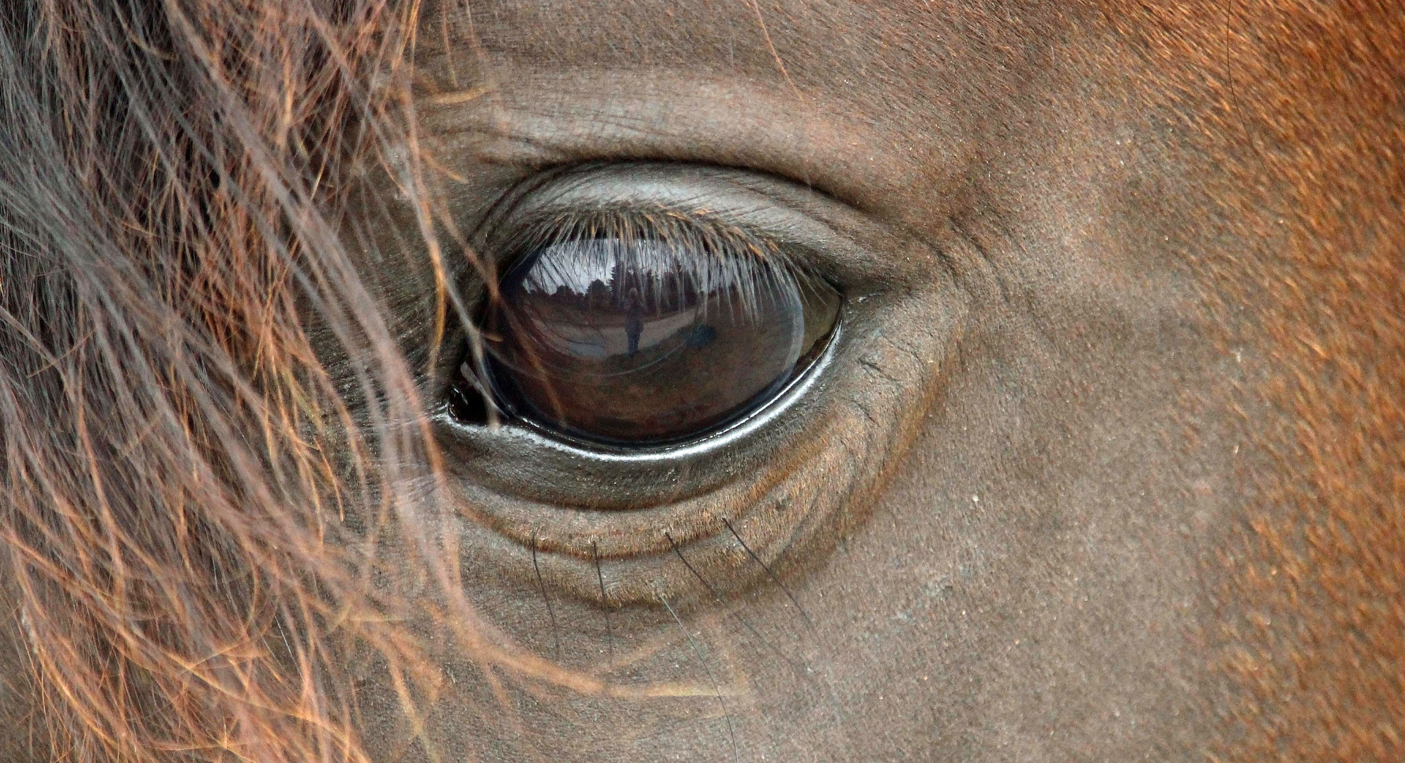 Das Auge als Spiegel