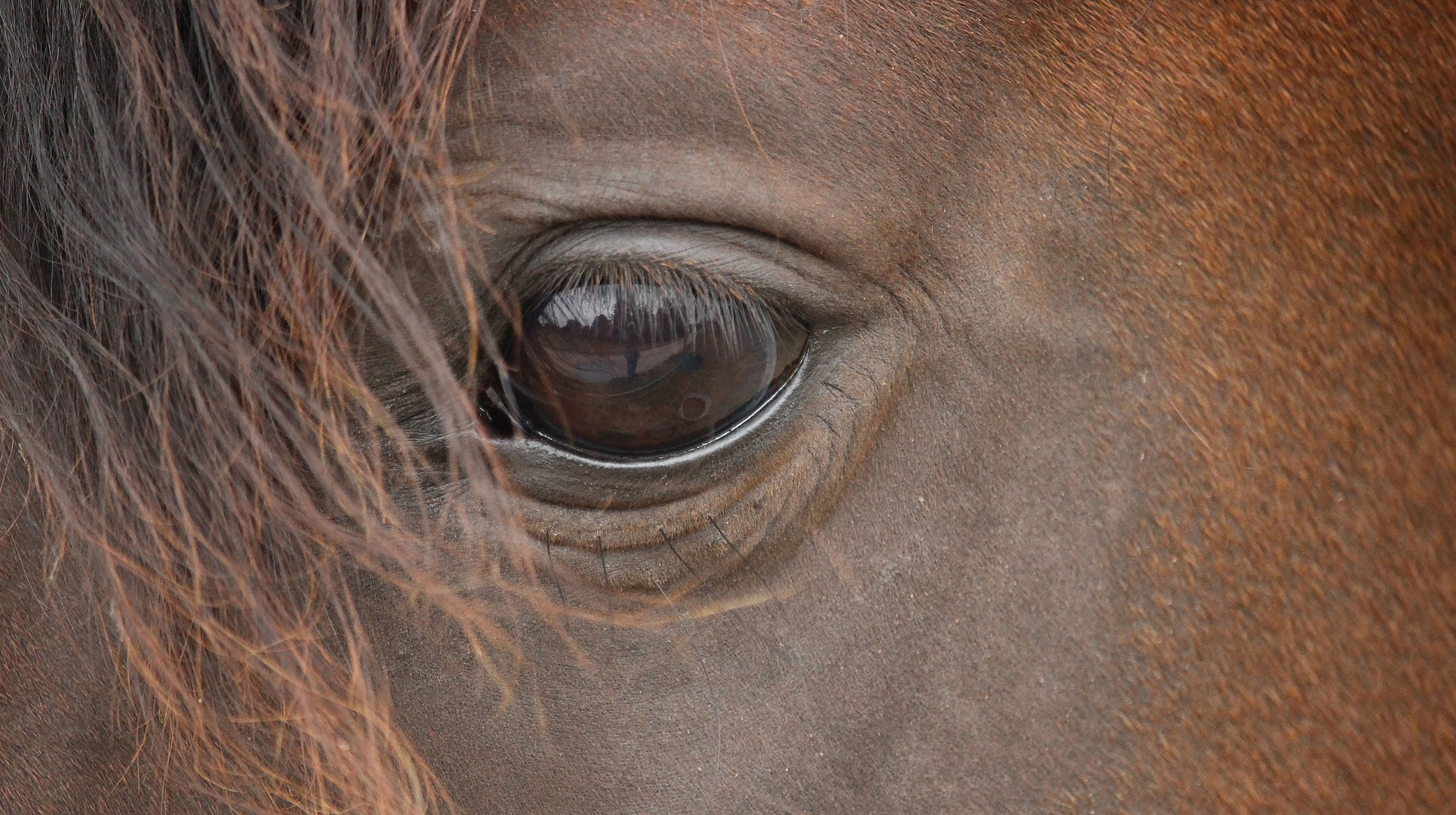 Das Auge als Spiegel