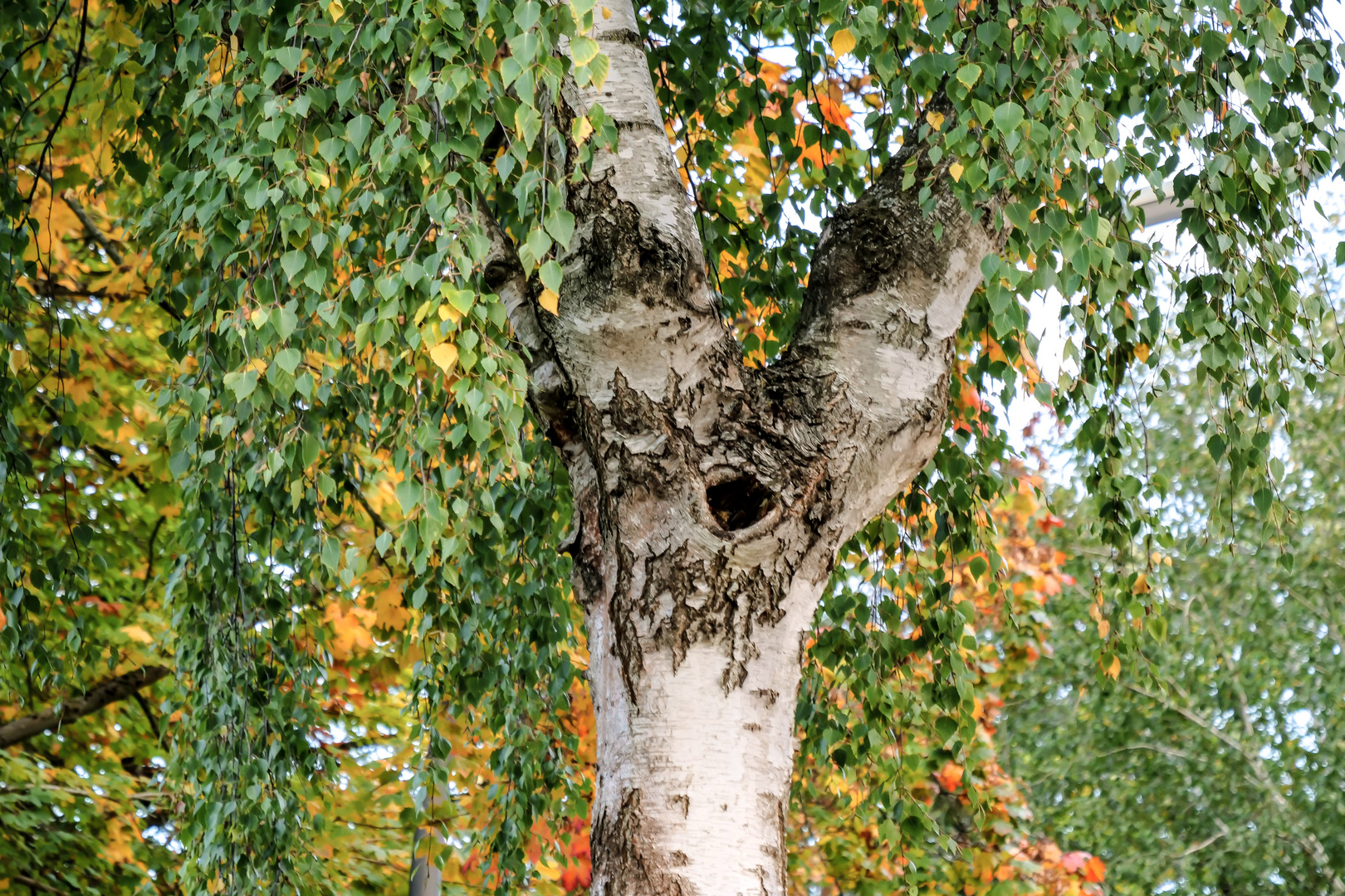 Das Auge der Birke