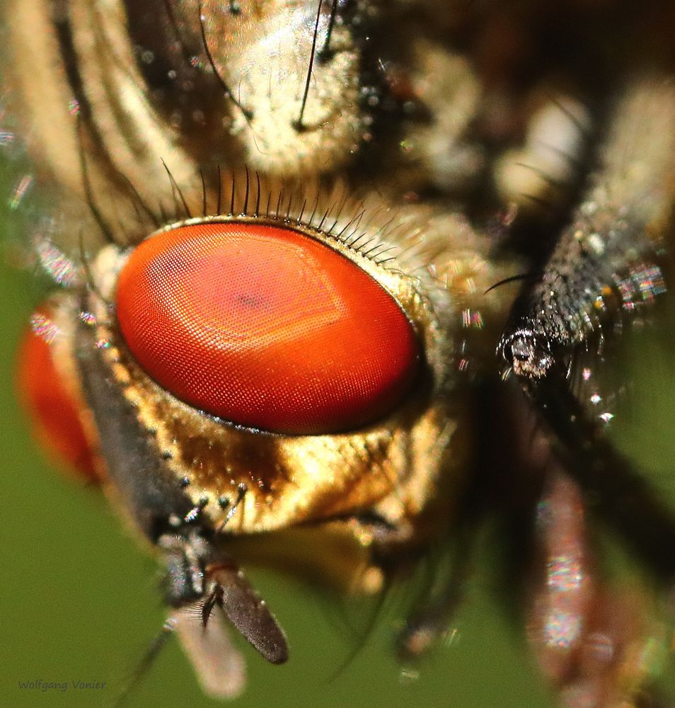 Das Auge der Fleischfliege