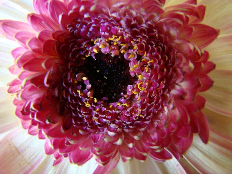 das Auge der Gerbera