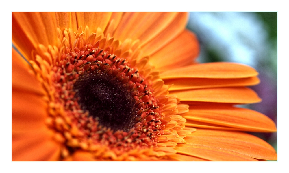 Das Auge der Gerbera