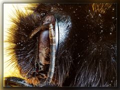 Das Auge der Hummel 2