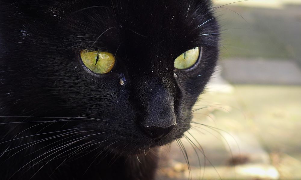 Das Auge der Katze Foto & Bild tiere, haustiere, katzen Bilder auf