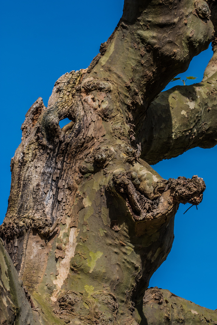 Das Auge der Kopfweide