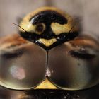 Das Auge der Libelle