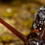 Das Auge der Nacktschnecke - Tigerschnegel (Limax maximus)