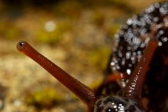 Das Auge der Nacktschnecke - Tigerschnegel (Limax maximus)