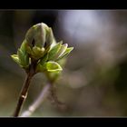 das Auge der Natur