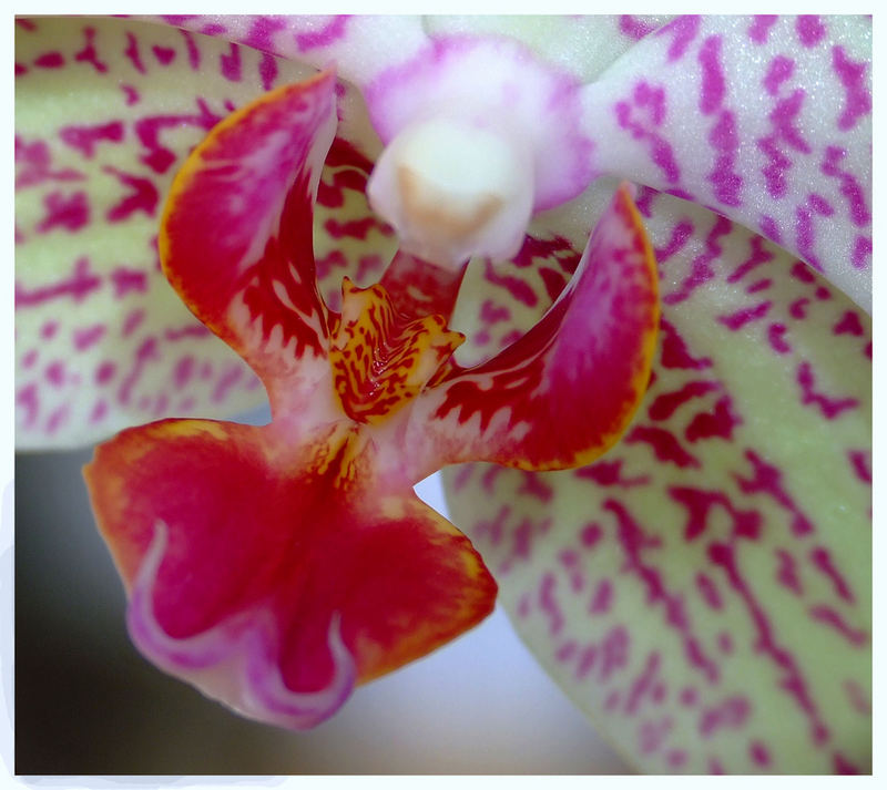 das Auge der Orchidee