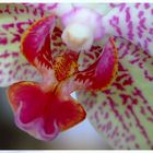 das Auge der Orchidee