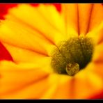 Das Auge der Primula ...