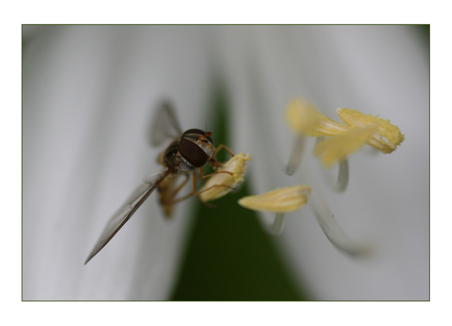 Das Auge der Schwebefliege