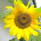 Das Auge der Sonnenblume .......