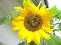 Das Auge der Sonnenblume .......