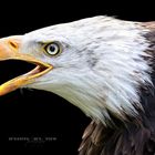 Das Auge des Adlers
