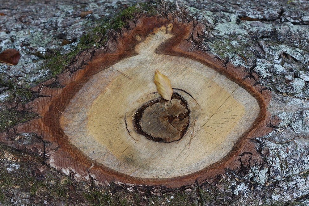 Das Auge des Baumes