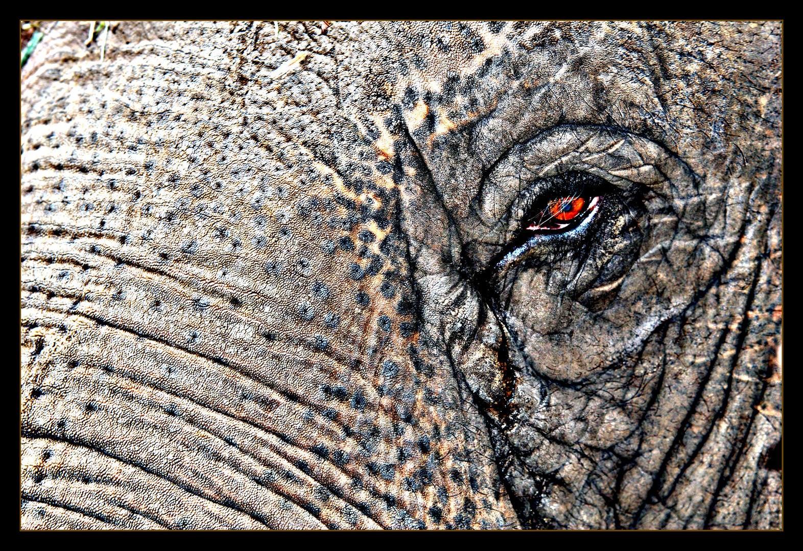 Das Auge des Elefanten