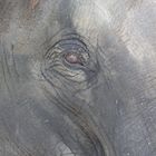Das Auge des Elefanten