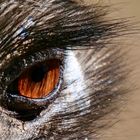 Das Auge des EMU