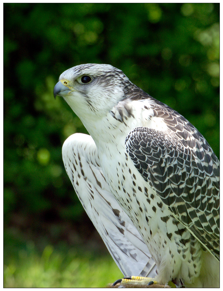 Das Auge des Falken