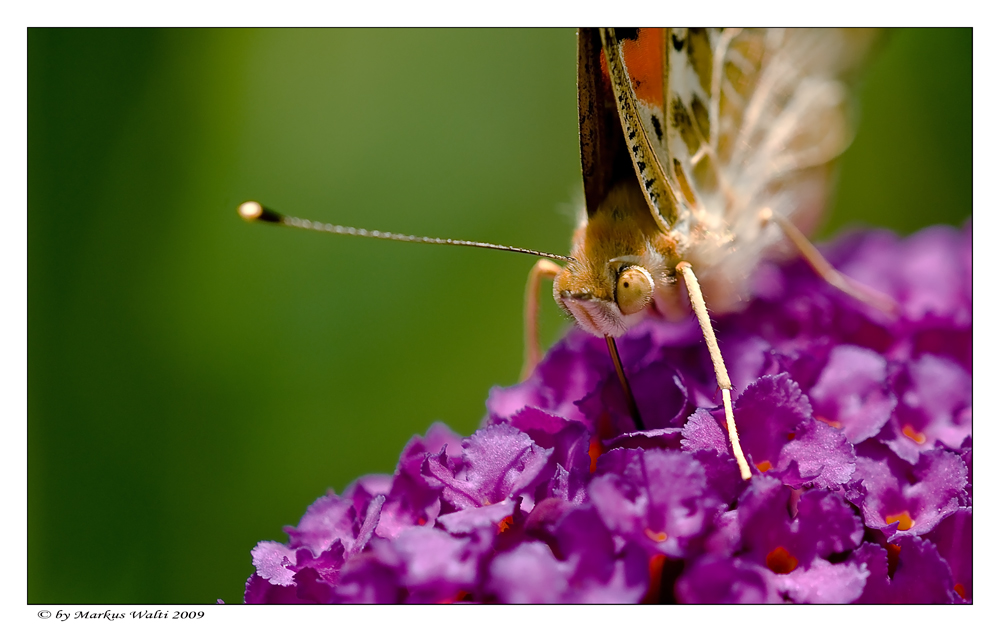 Das Auge des Falters .