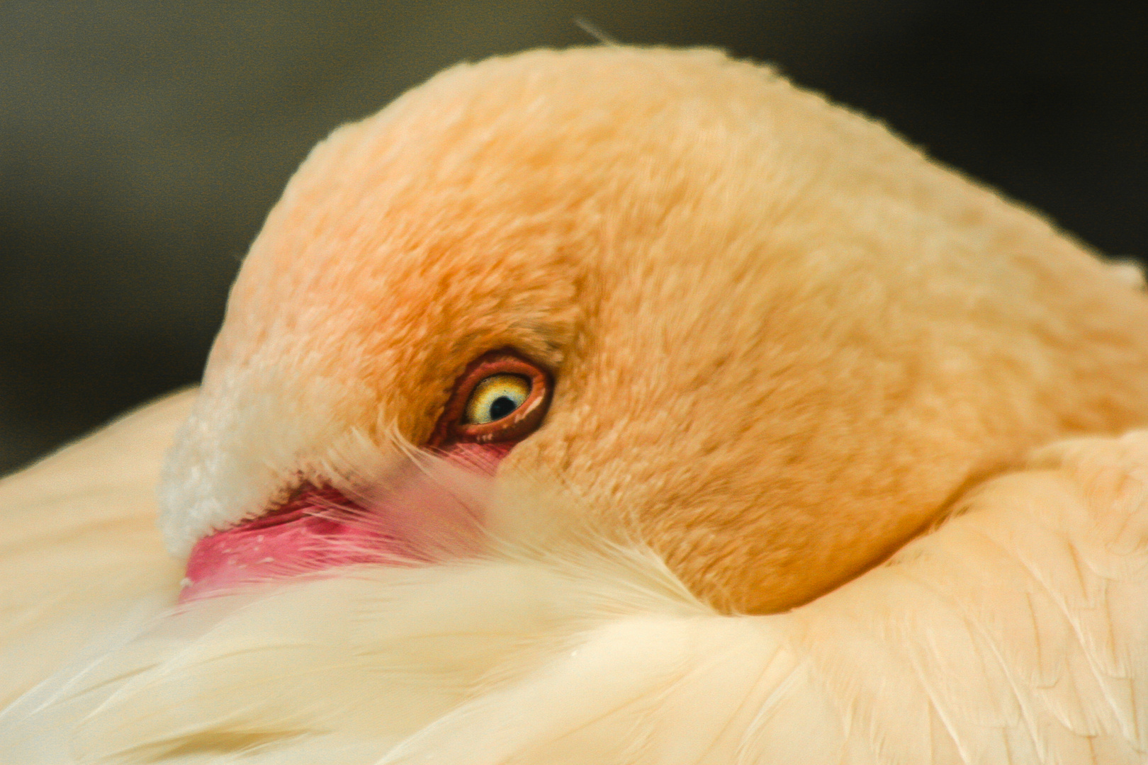 Das Auge des Flamingo