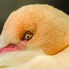 Das Auge des Flamingo