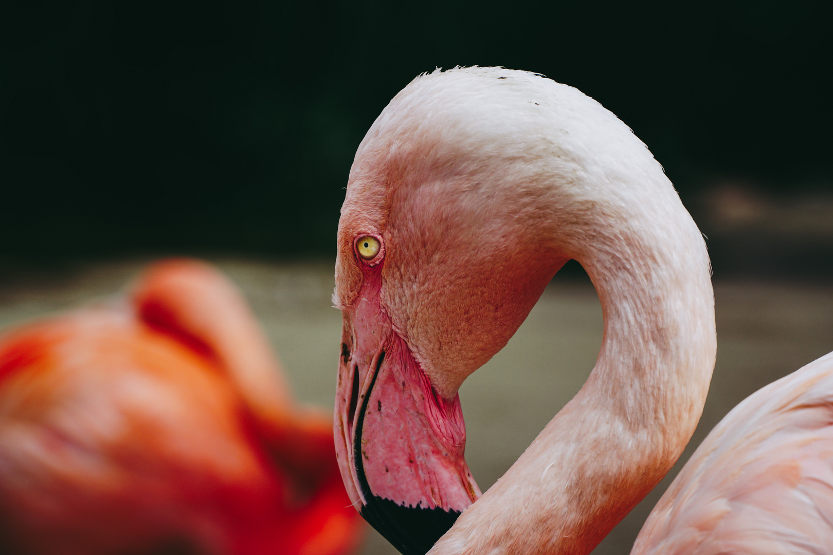 — Das Auge des Flamingos —