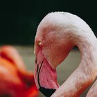 — Das Auge des Flamingos —