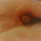 Das Auge des Flamingos