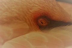 Das Auge des Flamingos