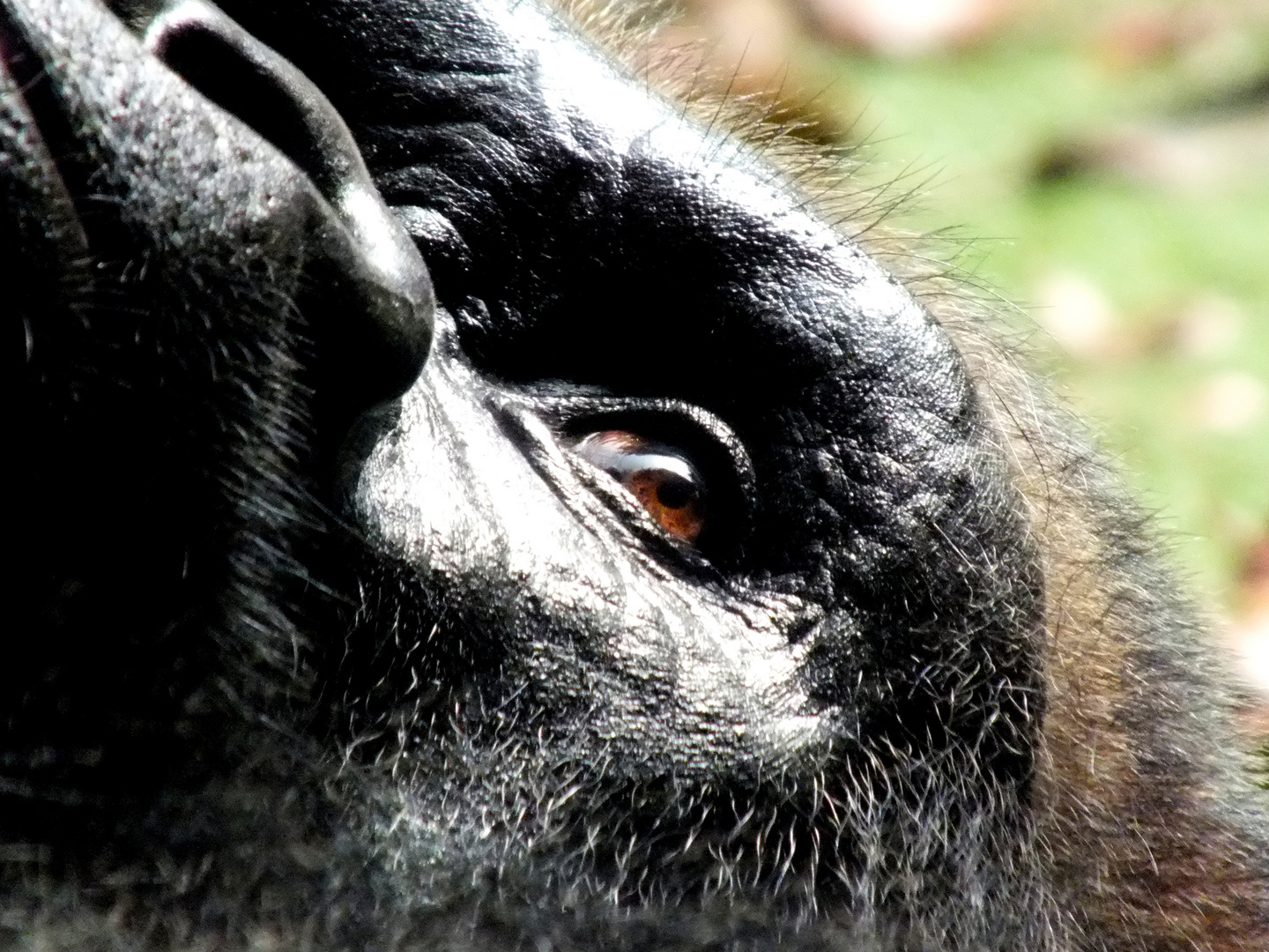 Das Auge des Gorillas