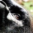 Das Auge des Gorillas