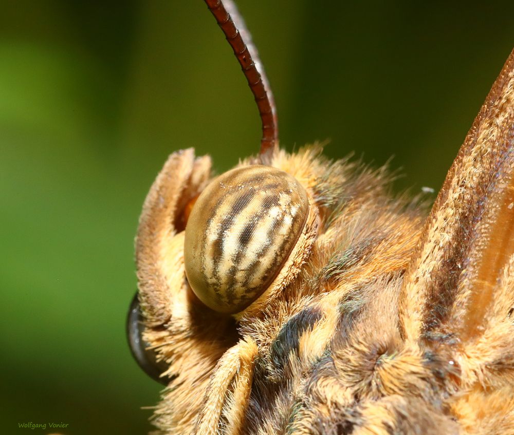 das Auge des Himmelsfalter-Morpho peleides