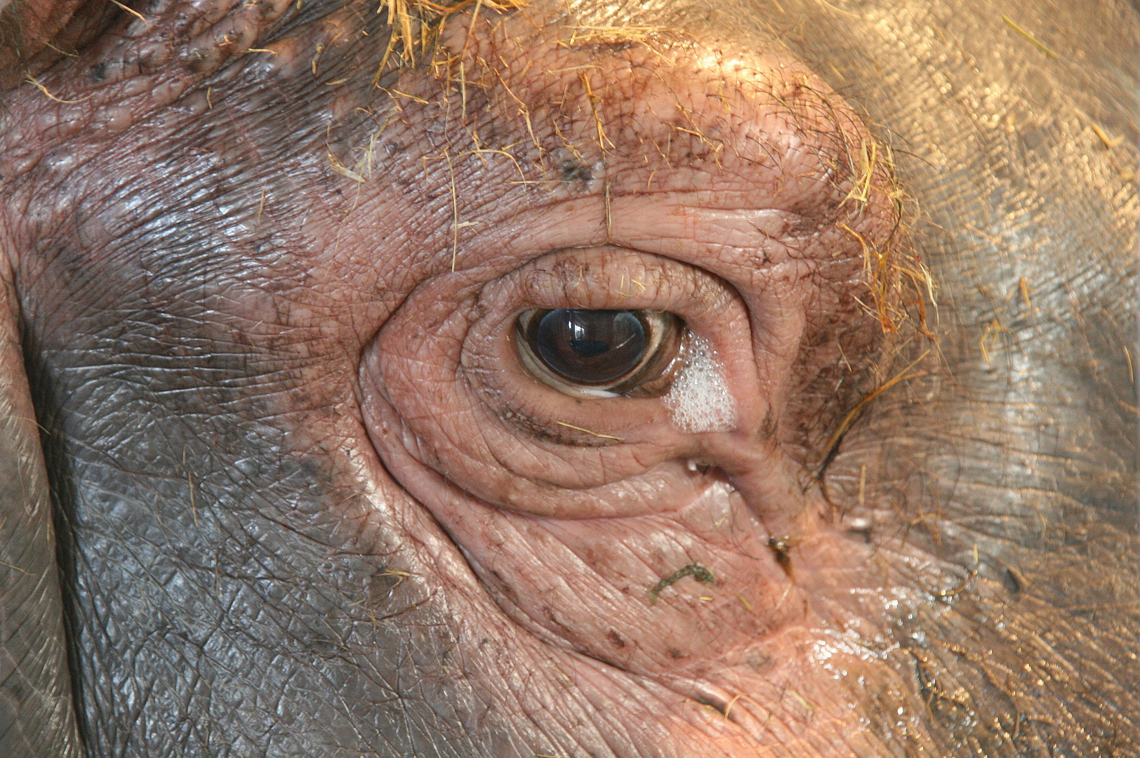 Das Auge des Hippo's