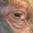 Das Auge des Hippo's