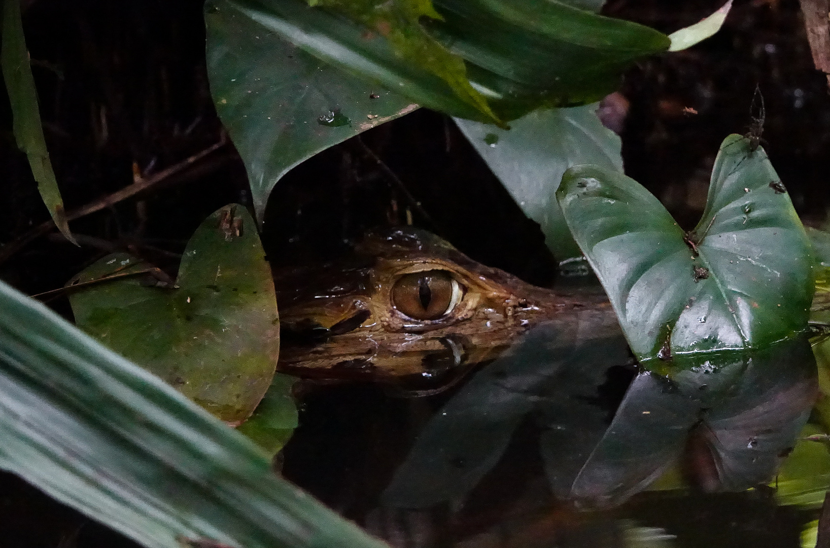 Das Auge des Kaiman