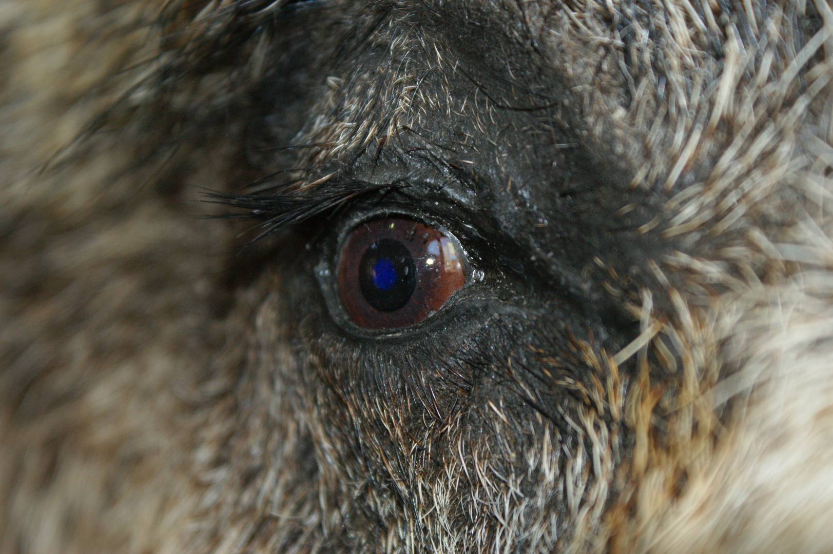 das auge des keilers Foto & Bild tiere, natur Bilder auf das auge des keilers Foto & Bild tiere, natur Bilder auf