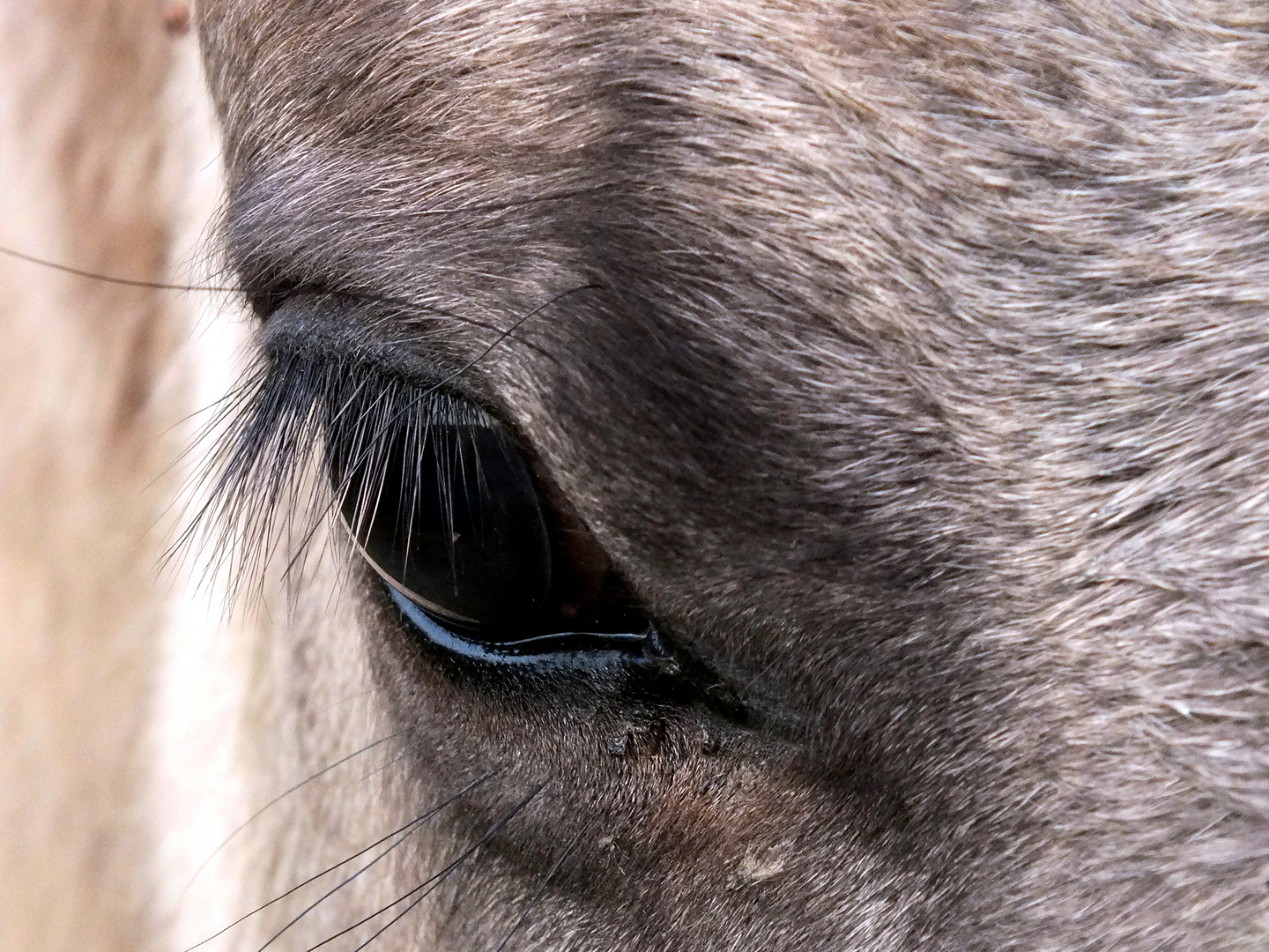 Das Auge des Koniks