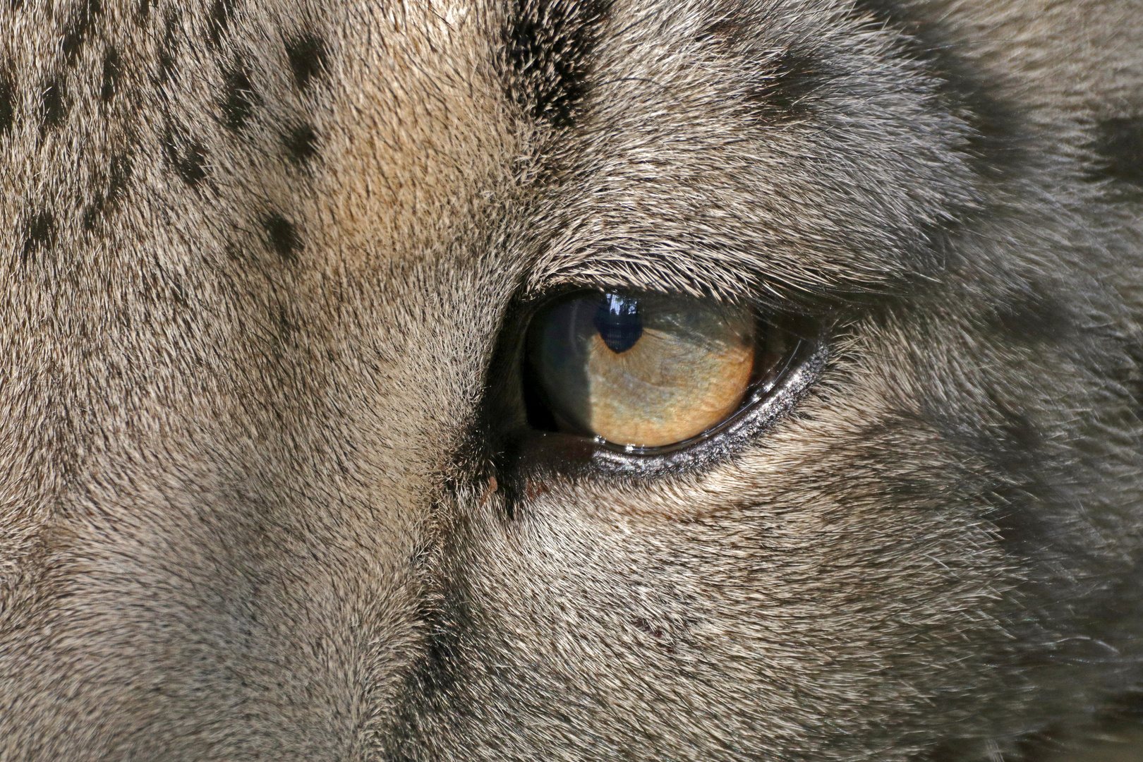 Das Auge des Leoparden