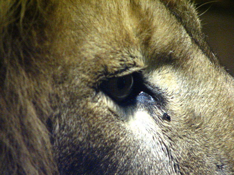 Das Auge des Löwen