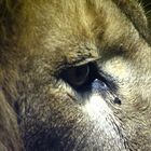 Das Auge des Löwen