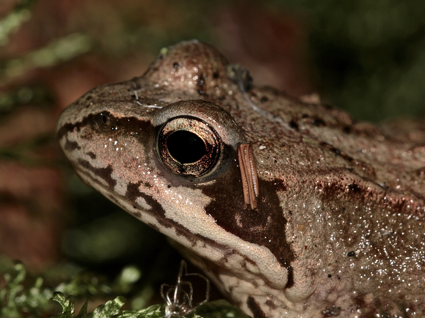 Das Auge des Moorfrosches (Rana arvalis)