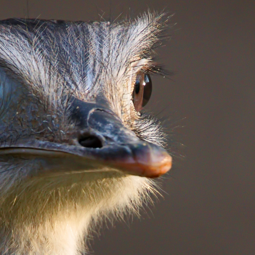 "Das Auge des Nandu"