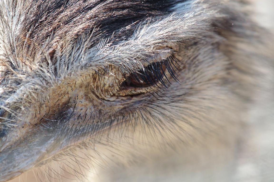 Das Auge des Nandus