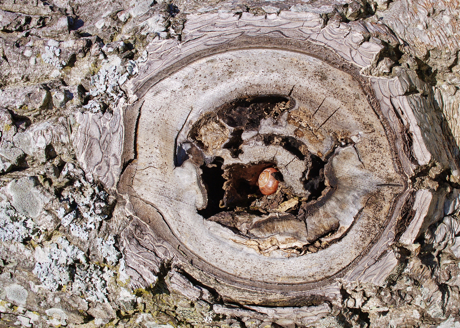 Das Auge des Nussbaums