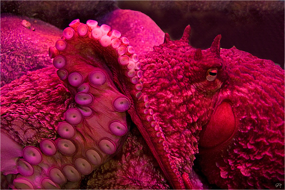 Das Auge des Octopus