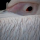 Das Auge des Pelikan
