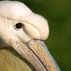 Das Auge des Pelikans